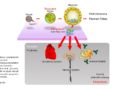 Projekty TRANSEURO i STEM-PD – komórki macierzyste w chorobie Parkinsona